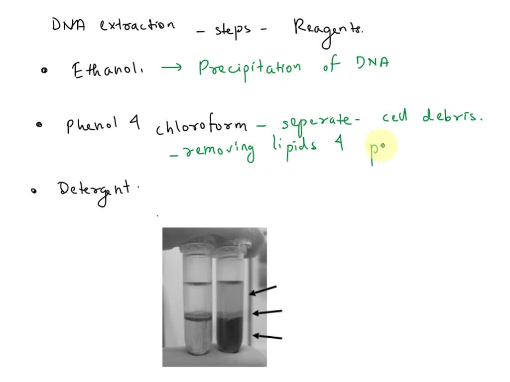 SOLVED: There are three basic steps in DNA extraction: A. breaking open ...