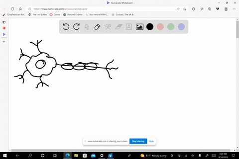 3-what-makes-it-possible-for-an-impulse-to-move-from-one-neuron-to-an-adjacent-neuron-a-the-axon-of-one-neuron-always-touches-the-axon-of-the-adjacent-neuron-b-dendrites-of-one-neuron-always-27397