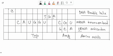dna-double-helix-mrna-transcribed-lappropriate-trna-anticodon-amino-acids-incorporated-into-protein-trp-answer-bank-phe-leu-met-val-ser-pro-thr-ala-gln-asn-lys-asp-glu-trp-terminus-terminus-76092