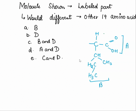 in-the-molecule-shown_-which-labeled-part-or-parts-would-be-different-in-each-of-the-other-19-amino-acids-oa-b-ob-d-b-and-d-0daand-d-c-and-d-35411