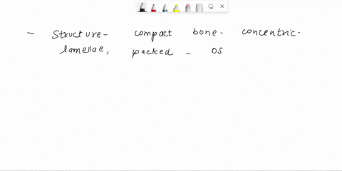 explain-how-the-structure-of-compact-bone-relates-to-its-functions-52071