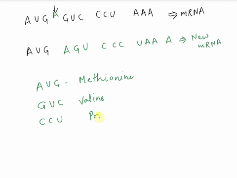 look-at-the-following-mutation-aug-guc-ccu-aaa-aug-agu-ccc-uaa-a-the-base-a-was-inserted-following-the-start-codon-aug-describe-how-this-mutation-affects-the-encoded-amino-acid-sequence-48857