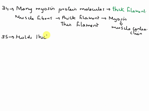 question-34-many-myosin-proteinmolecules-make-up-a-a-thick-filament-thin-filament-ostructural-proteins-oa-sarcoplasmic-reticulum-question-35-what-holds-thick-and-thin-filaments-togther-myosi-15971
