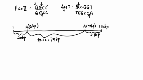 you-have-a-120-bp-linear-dna-molecule-available-with-the-sequence-provided-below-assume-this-dna-molecule-is-digested-with-haeiii-and-agei-simultaneously-how-many-dna-fragments-and-of-what-s-80735