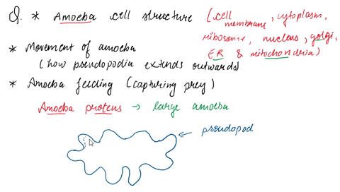 diagram-of-amoeba-cell-structure-draw-a-diagram-of-an-amoeba-that-includes-the-general-characteristics-of-a-eukaryotic-cell-and-the-special-characteristics-of-the-species-amoeba-proteus-mark-21694