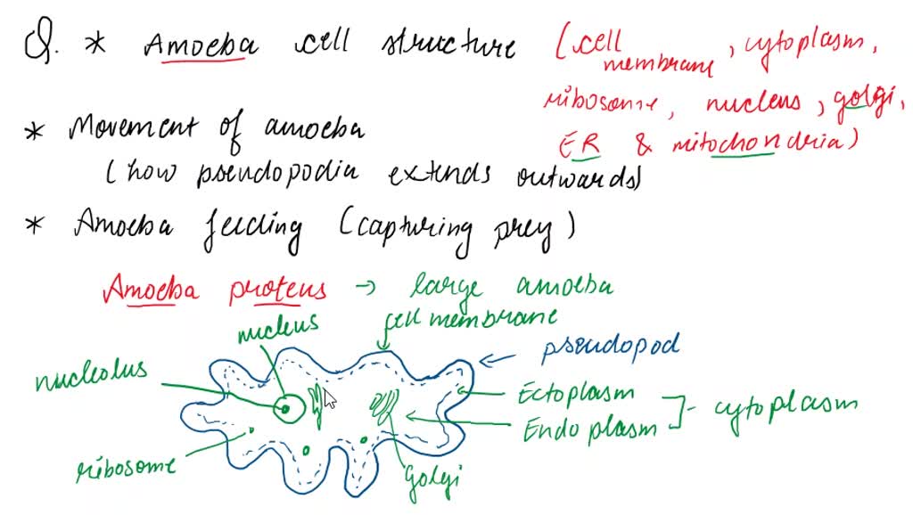 Labeled Amoeba Diagram by ScienceDoodles on DeviantArt