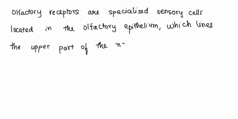 question-4-10-points-olfaction-the-sense-of-smell-is-responsive-to-chemical-stimuli-a-describe-the-anatomy-of-an-olfactory-receptor-neuron-and-its-location-5-points-b-provide-a-possible-expl-97293