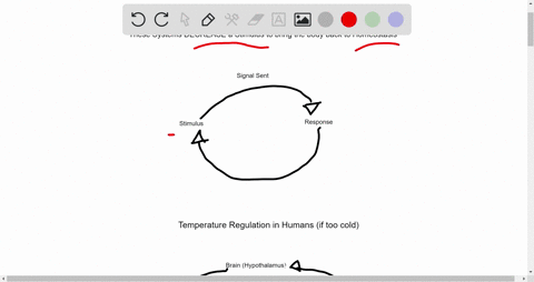 question-15-mandatory-4-points-what-is-an-example-of-a-negative-feedback-system-in-homeostasis-provide-details-including-the-components-of-the-feedback-system-and-how-it-is-negative-paragrap-68216