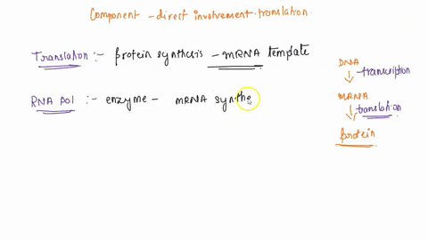 which-component-is-directly-involved-in-translation-a-rna-polymerase-c-spliceosome-b-ribosome-d-dna-85315