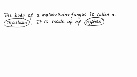 the-body-of-a-multicellular-fungus-is-called-a-_______-it-is-made-up-of-_______-that-may-be-septate-or-_______-hypha-mycelia-filamentous-mycelium-hyphae-filamentous-rhizoid-mycelia-multinucl-68401
