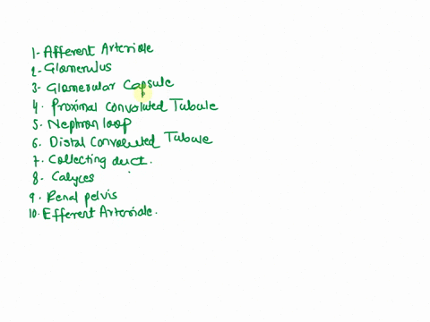sort-the-structures-in-order-to-accurately-represent-the-pathway-of-fluid-flow-blood-to-urine-through-the-kidney-1-nephron-loop-2-glomerulus-3-renal-artery-4-afferent-arteriole-5-glomerular-27401