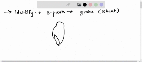grains-are-a-significant-source-of-carbohydratesin-naturegrains-are-composed-of-three-main-partswhen-all-threc-parts-of-the-grain-are-present-in-their-original-proportionit-is-considered-a-w-78173