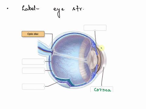 label-the-structures-of-the-eye-in-the-figure-optic-disc-reset-zoom-retina-cornea-iris-optic-disc-sclera-fovea-centralis-34403
