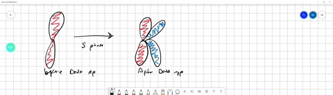 1-select-all-of-the-following-statements-that-are-true-about-sister-chromatids-select-five-5-they-code-for-the-same-genes-and-have-virtually-identical-information-they-code-for-the-same-gene-94096