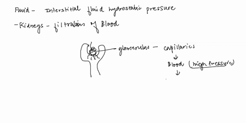 what-fluid-is-creating-interstitial-fluid-hydrostatic-pressure-huurenolyvenan-which-type-of-movement-is-promoted-by-the-capillary-hydrostatic-pressurefiltration-or-absorption-which-type-of-m-46846