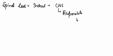 thete-puits-0-sat4l-splml-nne-cervic-crina-nerve-pair-ci-originates-brlccn-ihc-ornn-magnum-ecipilal-cnnt-aoinc-spial-nelnl-lithrough-hfom-2-pkus-tgry-matter-of-tc-spiall-cnl-divixd-into-antc-28813