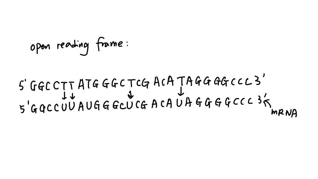 SOLVED: An open reading frame (ORF) a. is a long sequence of nucleotide ...