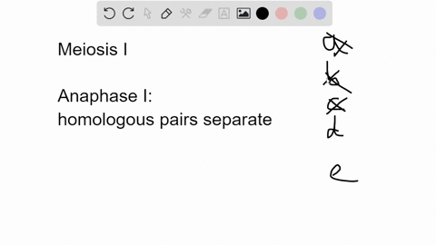 at-the-end-of-meiosis-cells-are-haploid-cells-are-diploid-the-homologous-pairs-are-in-separate-cells-the-cells-are-diploid-and-the-homologous-pairs-are-in-separate-cells-the-cells-are-haploi-54263