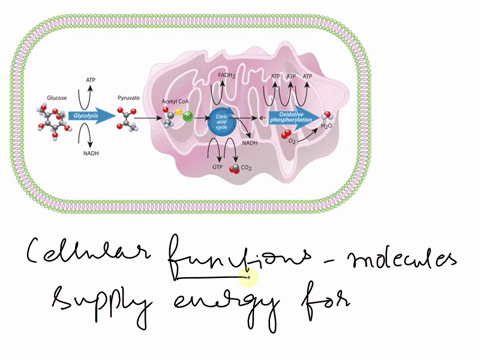 which-molecule-supplies-the-energy-for-cellular-functions-o-water-o-atp-o-oxygen-o-dna-16641