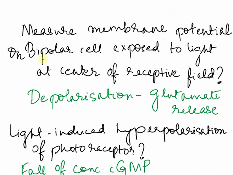 you-measure-changes-in-membrane-potential-in-an-on-center-bipolar-cell-that-is-exposed-to-light-in-the-center-of-its-receptive-field-what-response-would-you-expect-to-see-a-an-action-potenti-08606