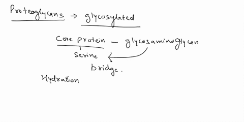 proteoglycans-in-the-extracellular-matrix-of-animal-tissues-allow-cartilage-to-resist-stretching-have-high-tensile-strenzth-chiedly-provide-resistanceto-compression-area-polynier-of-glucose-19573