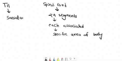 a-patient-has-had-an-unfortunate-car-accident-that-resulted-in-spinal-cord-damage-below-the-level-of-the-belly-button-the-patient-has-difficulty-sensing-light-touch-on-the-right-side-and-hea-54659