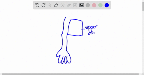 identify-the-divisions-of-the-upper-limb-and-describe-the-bones-in-each-region-25005