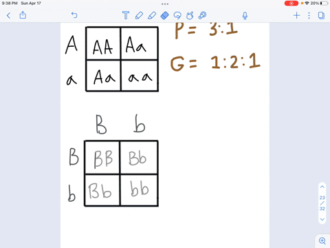 create-a-punnett-square-for-the-following-crosses-and-use-this-to-predict-phenotypic-ratio-for-dominant-and-recessive-traits-dominant-alleles-are-indicated-by-uppercase-letters-and-recessive-77372