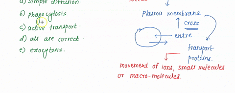 what-membrane-transport-process-requires-membrane-proteins-simple-diffusion-phagocytosis-active-transport-all-of-the-answer-choiccs-are-correct-exocytosis-47325