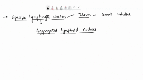 lymphocytes-lymphatic-tssues-are-aggregalions-ol-lvmphacyles-in-the-connectiva-tissues-ol-mucous-membranes-and-various-organs-aggregated-lymphoid-nodules-the-most-prevalent-lymphatic-lissue-07476