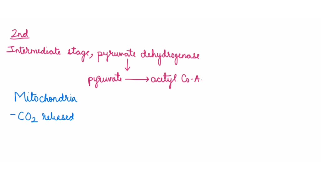 SOLVED The stage of cellular respiration which ends with producing