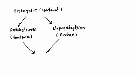 use-this-image-to-guide-you-to-match-the-vocabulary-terms-with-where-they-belong-on-the-map-each-term-is-used-only-once-place-the-letter-in-the-appropriate-blank-a-nucleoid-b-protista-c-bacteria-d-pla