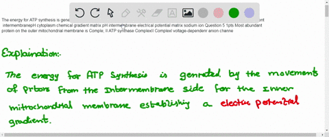 the-energy-for-atp-synthesis-is-generated-by-the-movement-of-protons-from-the-side-of-the-inner-mitochondrial-membrane-establishing-gradient-intermembraneph-cytoplasm-chemical-gradient-matri-20906