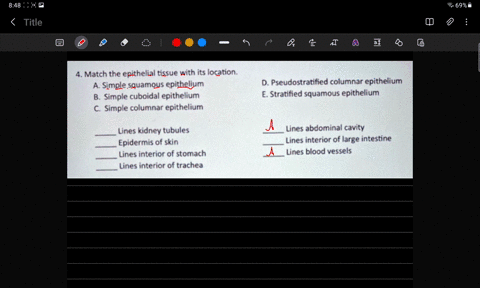 match-the-epithelial-tissue-with-its-location-simple-squamous-epithelium-simple-cuboidal-epithel-lium-simple-columnar-epithelium-pseudostratified-columnar-epithelium-stratified-squamous-epit-83279