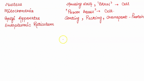 nucleus-rough-er-golgi-apparatus-cell-membrane-mitochondria-rough-er-golgi-apparatus-smooth-er-cell-membrane-mitochondria-nucleolus-rough-er-golgi-apparatus-cell-wall-mitochondria-mitochondr-34353