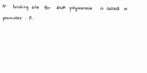 a-binding-site-for-rna-polymerase-is-called-a-_____-a-gene-b-promoter-c-codon-d-protein-34733