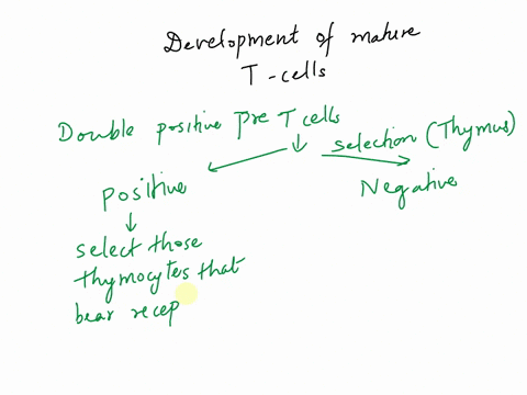 roughly-2-5-of-thymocytes-make-it-through-the-selection-process-and-are-released-a5-mature-t-cells-true-false-70786
