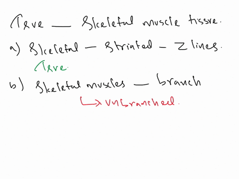 which-of-the-following-statements-is-are-true-about-skeletal-muscle-tissue-select-all-that-apply-skeletal-muscle-appears-striated-due-to-the-presence-of-z-lines-skeletal-muscle-cells-branch-88456