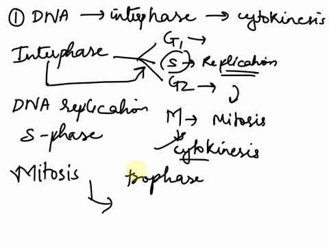 please-answer-to-all-my-questions-asap-if-you-can-please-and-thank-you-1describe-what-happens-to-dna-during-the-cell-cycle-starting-with-interphase-and-ending-in-cytokinesis-when-does-the-dn-84992