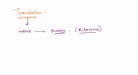 which-of-these-is-involved-in-translation-a-dna-polymerase-bi-rna-polymerase-dnai-d-mrna-52331