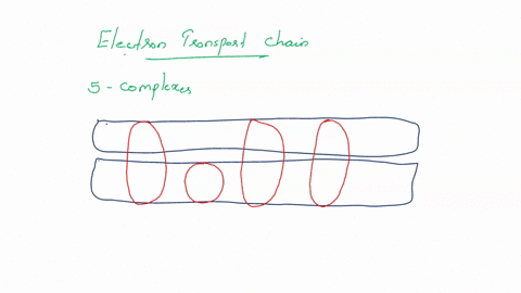 diagram-the-electron-transport-chain-below_-and-then-describe-how-electrons-move-through-the-chain-be-specific-about-what-happens-to-their-free-energy-as-they-pass-from-complex-to-complex-77327