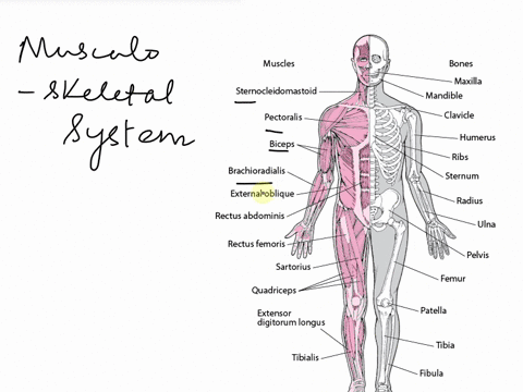 230_anatomy-and-physiology-laboratory-manual-9-14-15-39176