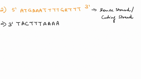 dna-and-gene-expression-note-you-must-label-the-5-and-3-ends-of-dnarna-strands-to-receive-full-credit-also-assume-that-unless-otherwise-indicated-dna-sequences-do-not-contain-introns-the-tra-21989
