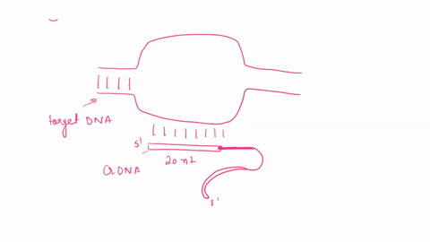 in-the-minimally-actve-chimeric-rna-molecule-that-guides-cas9-dna-cleavage-one-is-called-crrna-the-is-derived-from-two-rnas-of-the-wild-type-cas9-system-svstem-called-the-includes-the-crispr-43273