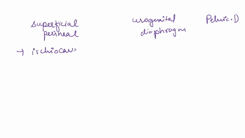 name-one-muscle-in-the-superficial-perineal-space-one-in-the-urogenital-diaphragm-and-one-in-the-pelvic-diaphragmstate-the-function-of-each-19884