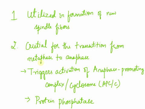a-when-cells-enter-mitosis-the-existing-array-of-cytoplasmic-microtubules-is-rapidly-broken-down-the-enzyme-katanin-is-activated-during-the-onset-of-mitosis-and-chops-microtubules-into-short-82163