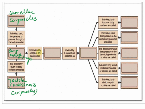 complete-the-concept-map-to-classify-general-sensory-receptors-by-structure-stimulus-detected-and-body-location-reset-help-nonencapsulated-receptors-encapsulated-receptors-tactilemerkel-disc-98792