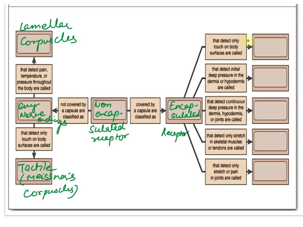 solved-complete-the-concept-map-to-classify-general-sensory-receptors