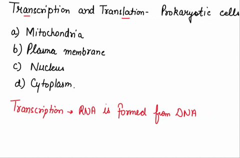 where-do-transcription-and-translation-occur-in-prokaryotic-cells-in-mitochondria-in-the-plasma-membrane-in-the-nucleus-in-the-cytlpplasm-submit-request-answer-provide-feedback-45045