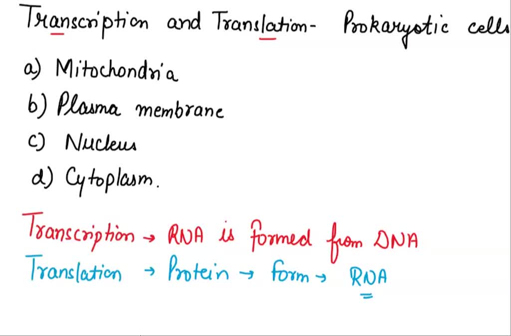 Solved Where Do Transcription And Translation Occur In Prokaryotic Cells In Mitochondria In 8498